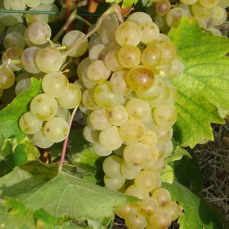 Cascina L'arché Santo Stefano Belbo