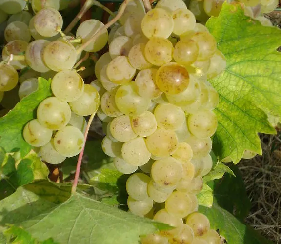 Cascina L'arche 圣斯泰法诺贝尔博